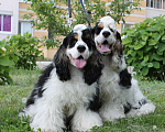 Собаки в Тамбове: щенки Американского кокер спаниеля, мальчики Мальчик, 40 000 руб. - фото 7