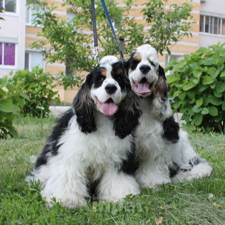 Собаки в Тамбове: щенки Американского кокер спаниеля, мальчики Мальчик, 40 000 руб. - фото 7