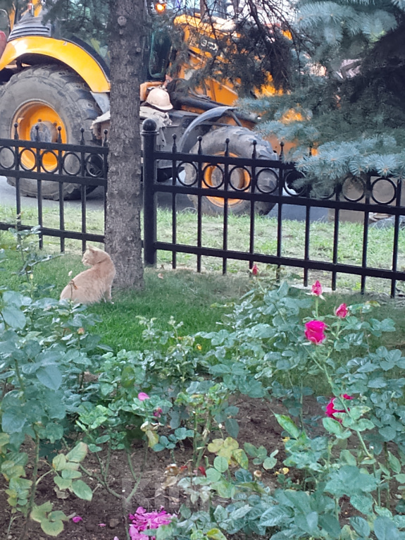 Кошки в Москве: Кошка без хозяина Мальчик, Бесплатно - фото 3