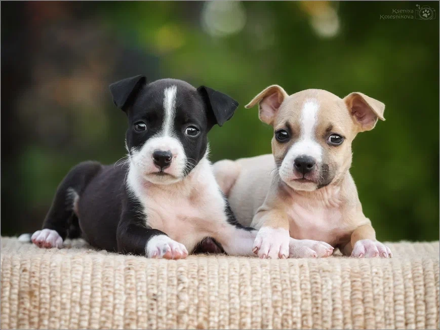 Собаки в Самаре: Щенки АСТ в питомнике, 30 000 руб. - фото 9