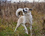 Собаки в Домодедово: Принцесса Эльза  Девочка, 1 руб. - фото 3