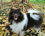 Собаки в Великом Новгороде: Шпиц для вязки, 1 000 руб. - фото 4