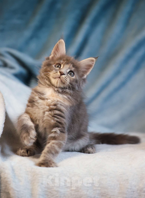 Кошки в Москве: Котенок мейн-кун Девочка, 55 000 руб. - фото 6