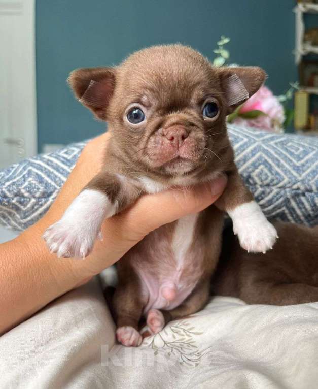 Собаки в Москве: Шоколадный мальчик чихуахуа Мальчик, 50 000 руб. - фото 3