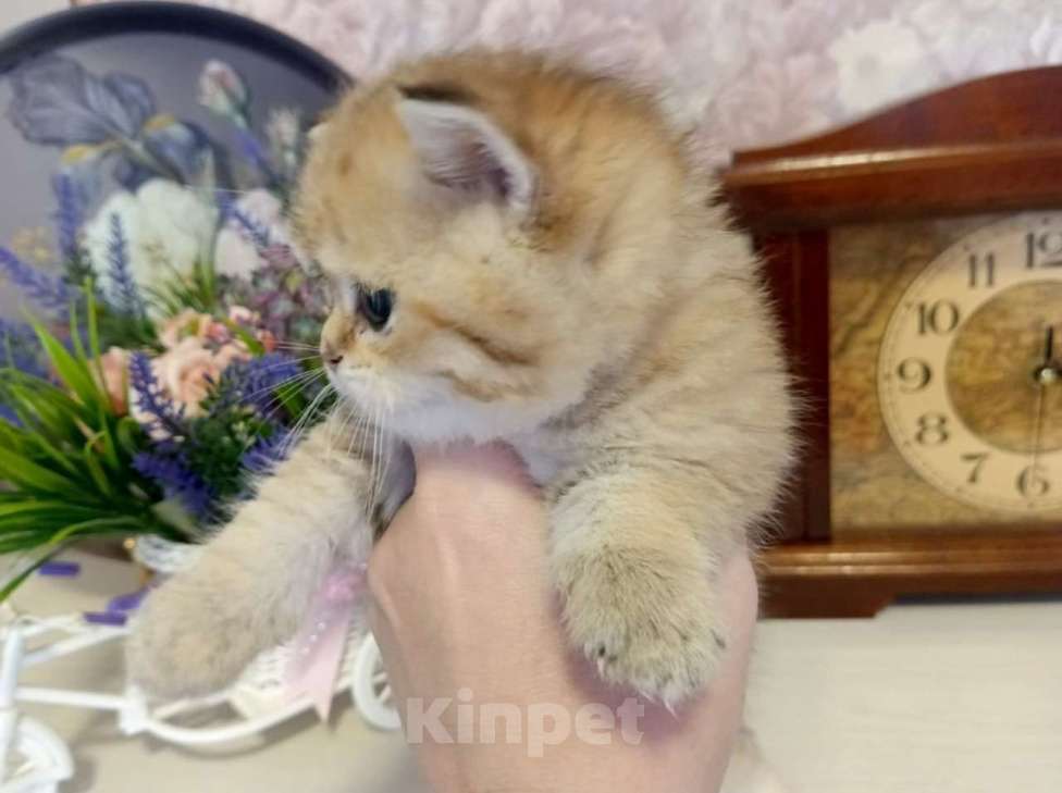 Кошки в Ижевске: Малыш британской золотой шиншиллы Мальчик, Бесплатно - фото 2