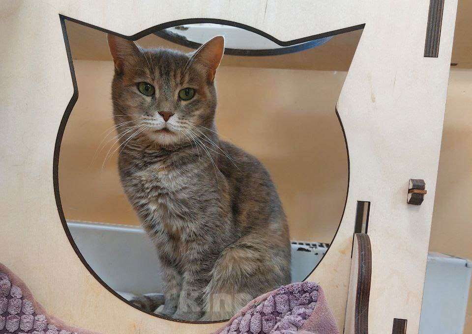 Кошки в Москве: Красивая кошка Конфетка в добрые руки Девочка, Бесплатно - фото 4