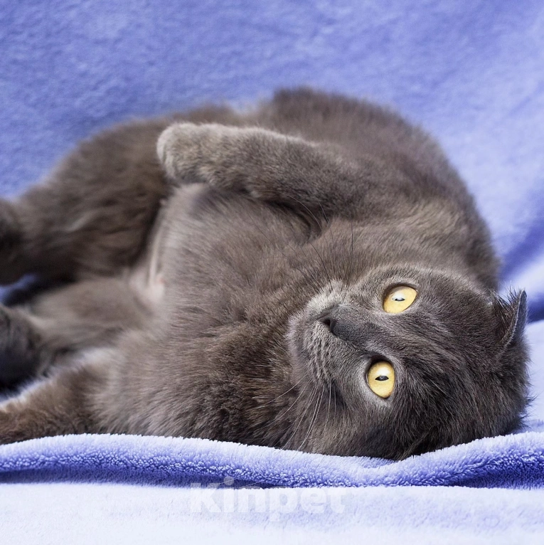 Кошки в Москве: Породистую кошечку выкинули Девочка, Бесплатно - фото 2