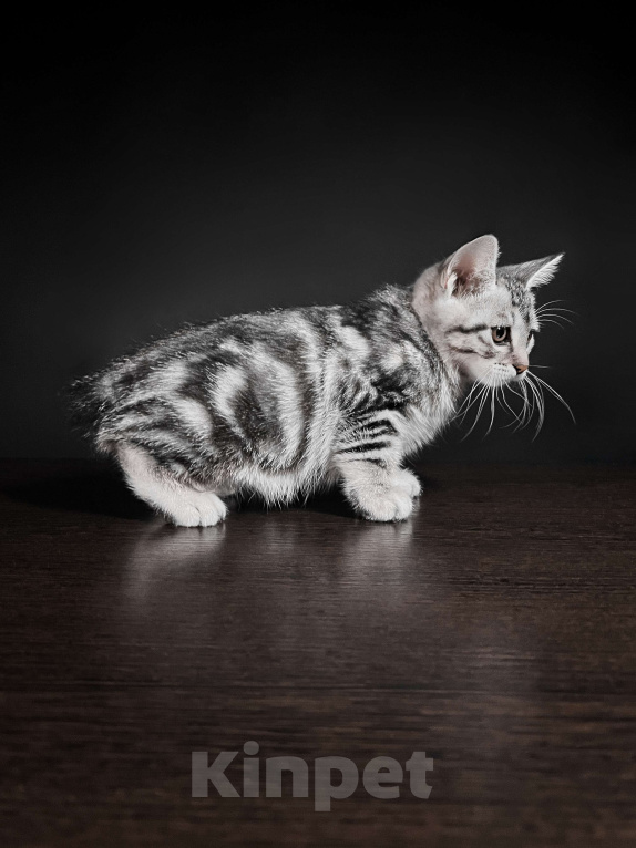 Кошки в Москве: Котята курильского бобтейла короткошерстные  Мальчик, Бесплатно - фото 3