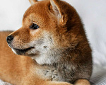 Собаки в Уфе: Шикарные девочки сиба-ину  Девочка, 80 000 руб. - фото 7