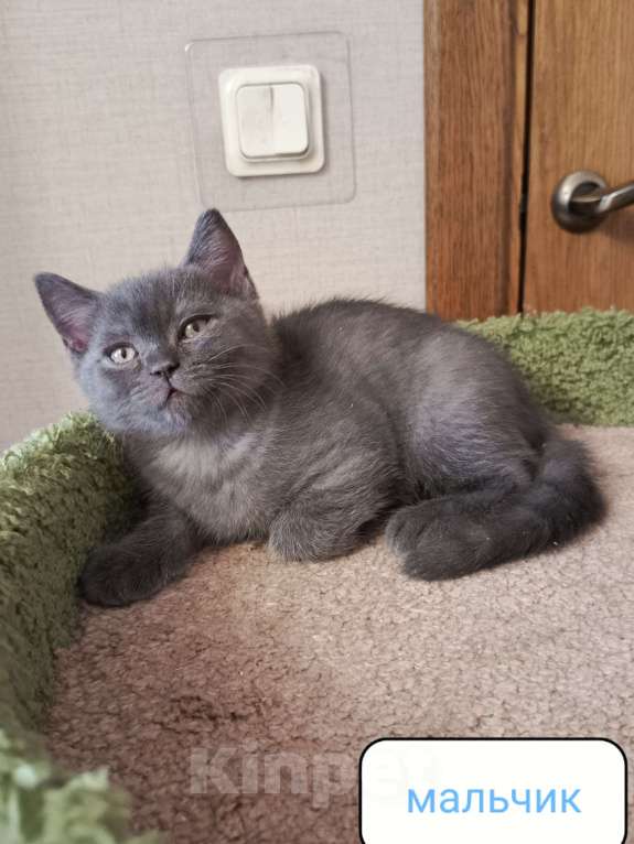 Кошки в Всеволожске: Милый британский котёнок Мальчик, 18 000 руб. - фото 2