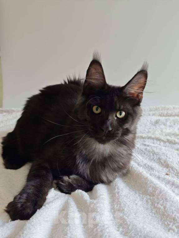 Кошки в Чайковском: Мальчик Мейн кун.  MCO окрас- ns черный дым Мальчик, 45 000 руб. - фото 9