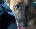 Собаки в Липецке: Пёс 🐕  Мальчик, Бесплатно - фото 1