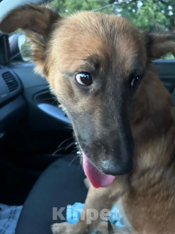 Собаки в Липецке: Пёс 🐕  Мальчик, Бесплатно - фото 1
