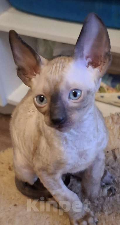 Кошки в Казани: Очень красивые корниш рекс котята Мальчик, 30 руб. - фото 2