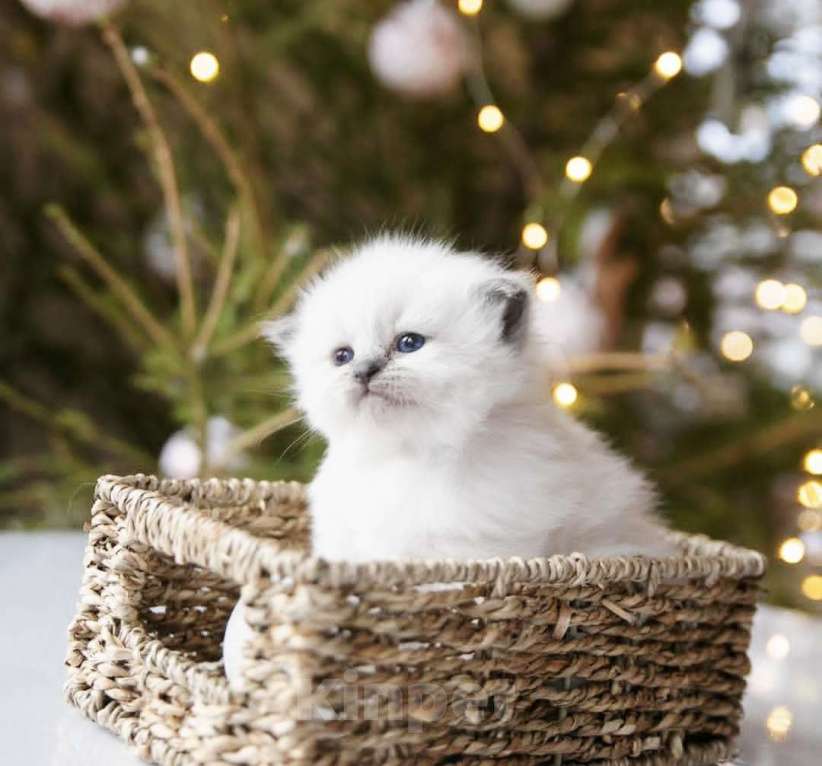 Кошки в Москве: Рэгдолл девочки к новому году  Девочка, 80 000 руб. - фото 2