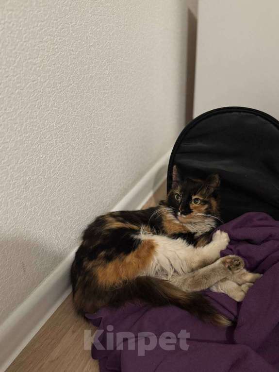 Кошки в Красногорске: Роза отчаянно нуждается в заботливых руках любящей семьи Девочка, Бесплатно - фото 1