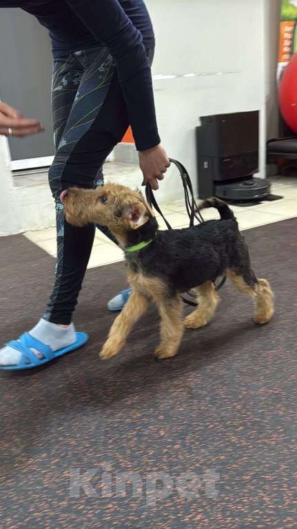Собаки в Казани: Вельштерьер Мальчик, 30 000 руб. - фото 2