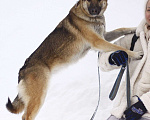 Собаки в Балашихе: Красивая добрая почти овчарка 1 г. из приюта Девочка, Бесплатно - фото 4