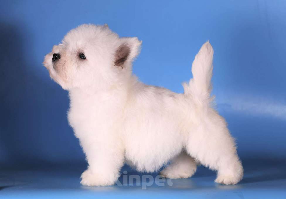 Собаки в Москве: вест хайленд вайт терьер щенок девочка  Девочка, 100 000 руб. - фото 8