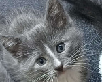 Кошки в Москве: Котенок 1,5 мес. мечтает о доме Мальчик, Бесплатно - фото 1