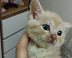 Кошки в Одинцово: Котенок в добрые руки  Девочка, Бесплатно - фото 2