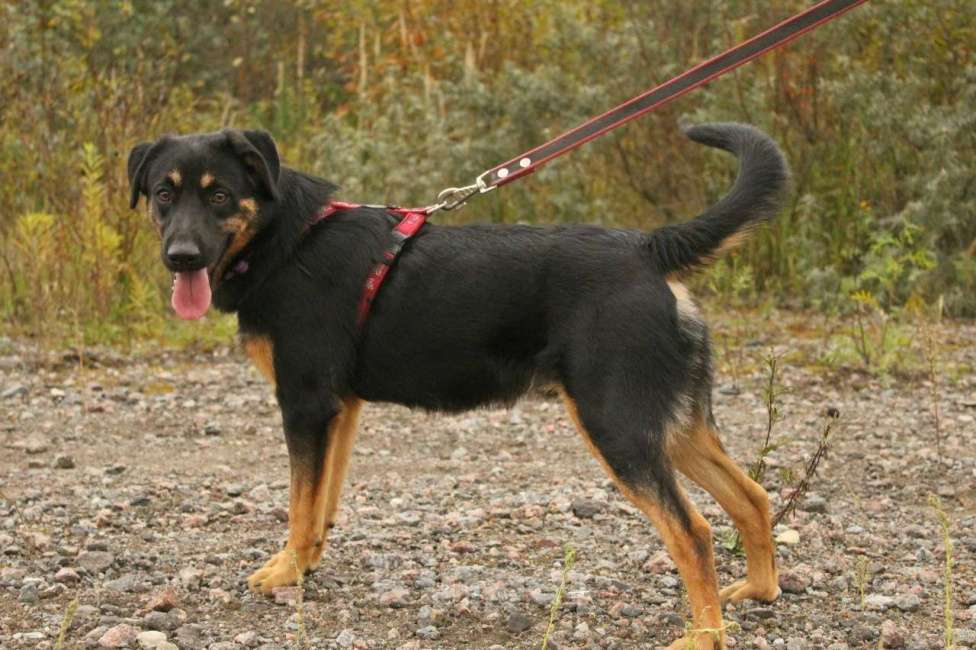 Собаки в Санкт-Петербурге: Маленький энерджайзер - очень веселый, игривый щенок Мальчик, Бесплатно - фото 2