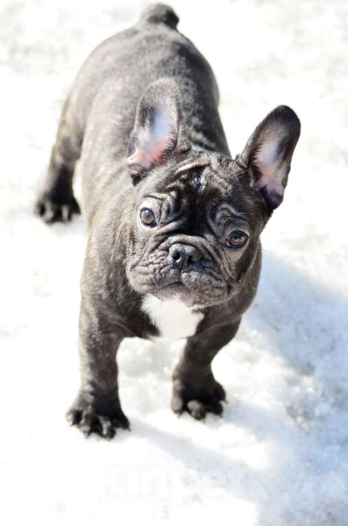 Собаки в Старом Купавне: Малышка Кнопа Девочка, 50 000 руб. - фото 1