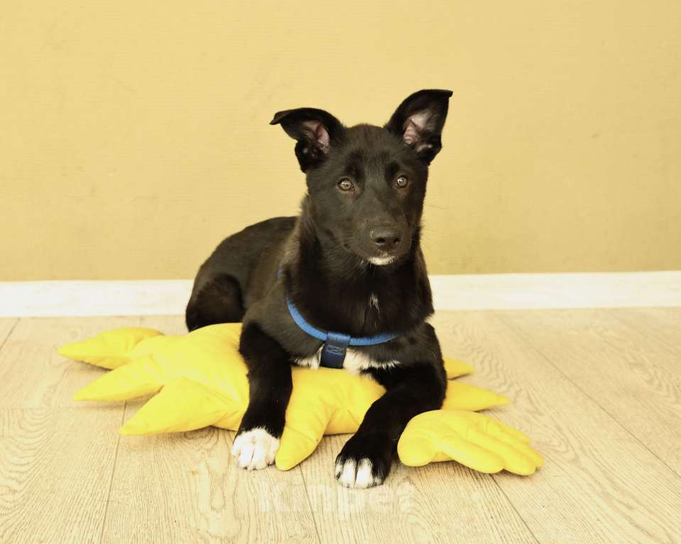 Собаки в Москве: Щенок бесплатно в Москве Мальчик, Бесплатно - фото 3