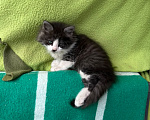 Кошки в Москве: Котенок ищет дом Мальчик, Бесплатно - фото 6