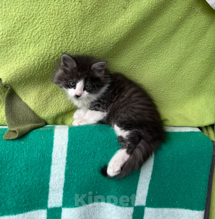 Кошки в Москве: Котенок ищет дом Мальчик, Бесплатно - фото 6