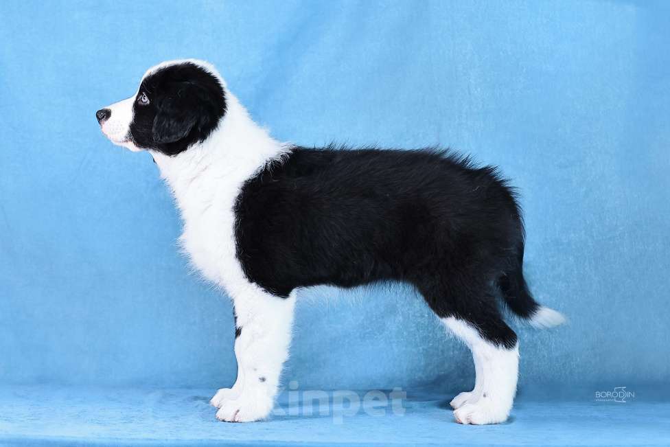 Собаки в других городах Новосибирской области: Щенки австралийской овчарки Девочка, Бесплатно - фото 2