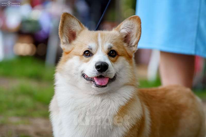 Собаки в Москве: Щенки вельш корги пемброк Девочка, 60 000 руб. - фото 4