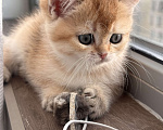 Кошки в других городах Московской области: Британская золотая шиншилла котята ny 12, ny 11, ny 25 Девочка, 35 000 руб. - фото 4
