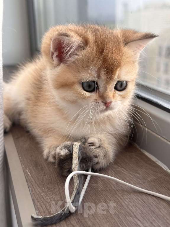Кошки в других городах Московской области: Британская золотая шиншилла котята ny 12, ny 11, ny 25 Девочка, 35 000 руб. - фото 4