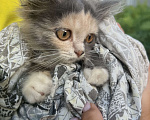 Кошки в Клинцах: Котенок девочка Девочка, Бесплатно - фото 3