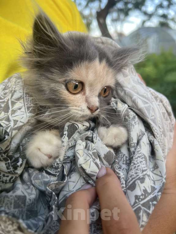 Кошки в Клинцах: Котенок девочка Девочка, Бесплатно - фото 3