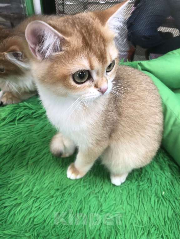 Кошки в Ореховом-Зуево: Британская золотая шиншилла девочка Девочка, 40 000 руб. - фото 3