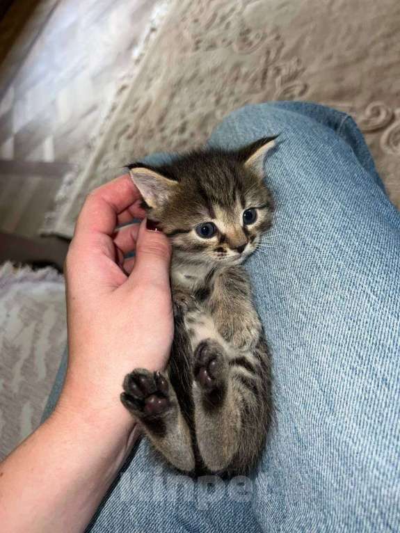 Кошки в других городах Московской области: Пушистые славные комочки для счастья Девочка, Бесплатно - фото 4