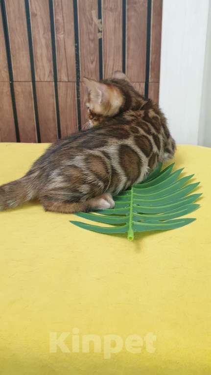 Кошки в Москве: Бенгальстке котята с документами. Мальчик, 55 000 руб. - фото 5