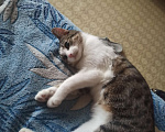 Кошки в Тамбове: Потерялся кот Мальчик, 3 000 руб. - фото 2
