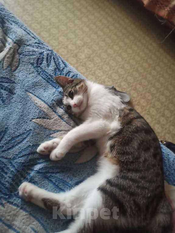 Кошки в Тамбове: Потерялся кот Мальчик, 3 000 руб. - фото 2