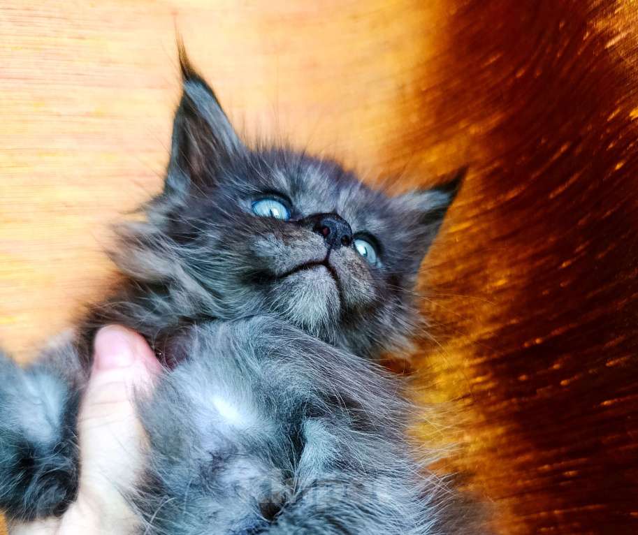 Кошки в Москве: Мейн кун мальчик Мальчик, 45 000 руб. - фото 4