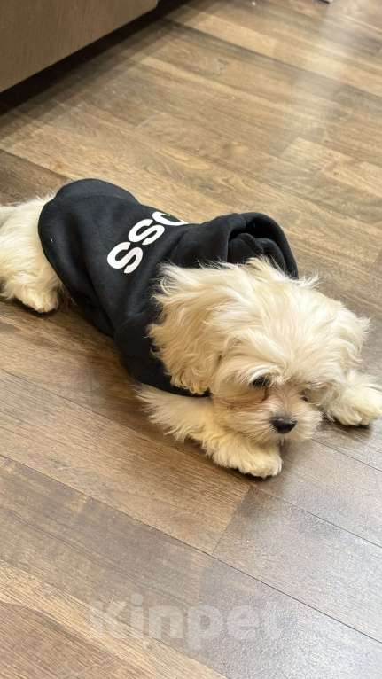 Собаки в Москве: Мальтипу лучший малыш Мальчик, Бесплатно - фото 7