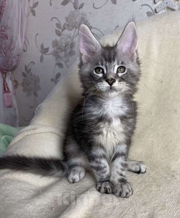 Кошки в Дмитрове: Черный серебристый мраморный мальчик Xavier Мальчик, 40 000 руб. - фото 4