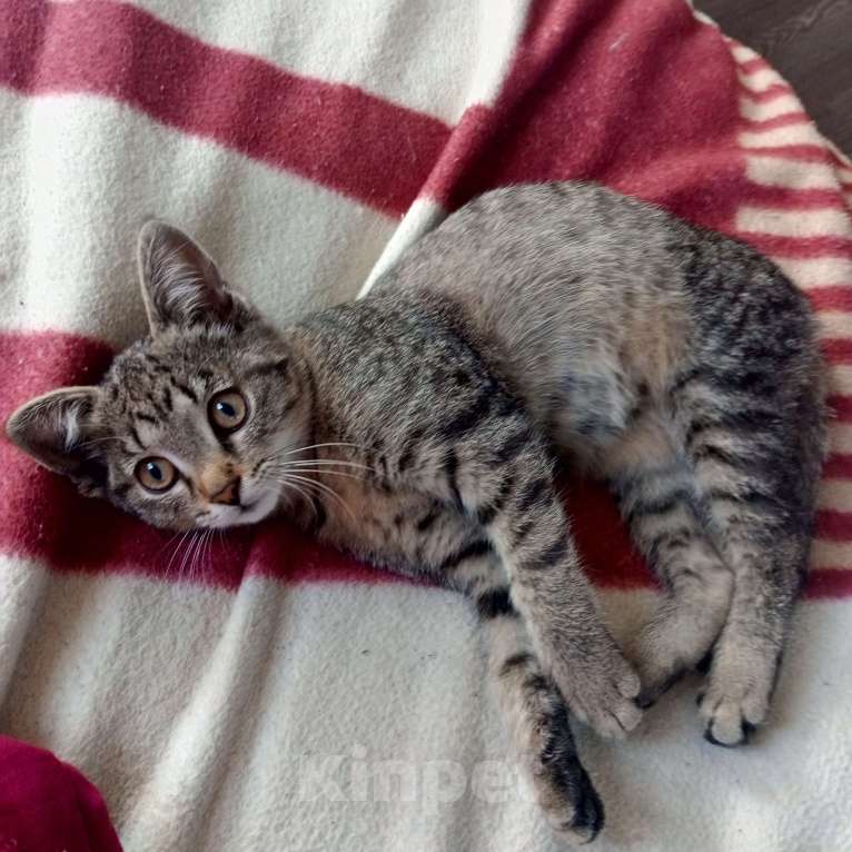 Кошки в Красноярске: Отдам котёнка Девочка, Бесплатно - фото 1