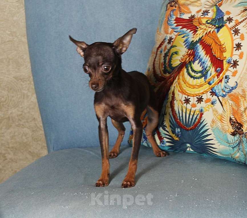 Собаки в Москве: Мини девочка тойчик Девочка, 50 000 руб. - фото 3