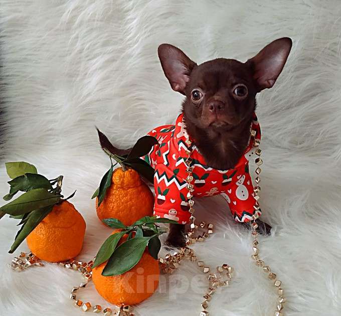 Собаки в Санкт-Петербурге: шоколадный мальчик 5 мес мелкий стандарт Мальчик, 27 000 руб. - фото 2