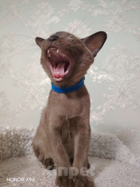 Кошки в Тюмени: Бурма котёнок Мальчик, 45 000 руб. - фото 3