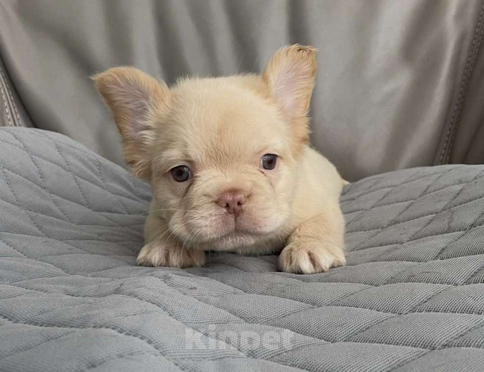 Собаки в Санкт-Петербурге: Мальчик фр. Бульдог флаффи Мальчик, 50 000 руб. - фото 3