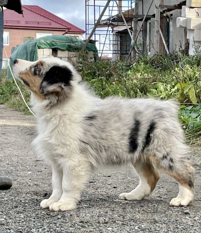 Собаки в Санкт-Петербурге: Аусси щенки купить Мальчик, 90 000 руб. - фото 2